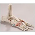 Denoyer-Geppert Anatomical Model, Elastic Mounted Foot w/Painted/Labeled Muscles SB47PL